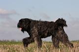 BOUVIER DES FLANDRES 215